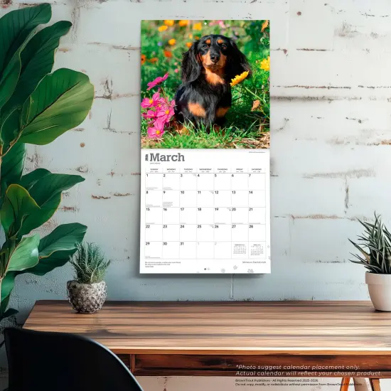 Miniature Dachshunds | 2026 12 x 24 Inch (Hanging) Monthly Square Wall Calendar | Plastic-Free {5}