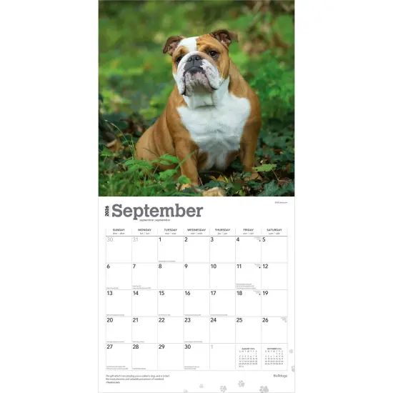 Bulldogs | 2026 12 x 24 Inch (Hanging) Monthly Square Wall Calendar | Plastic-Free {4}
