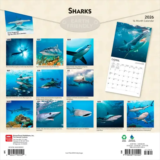 Sharks | 2026 12 x 24 Inch (Hanging) Monthly Square Wall Calendar | Plastic-Free {2}