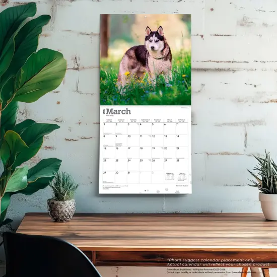 Siberian Huskies | 2026 12 x 24 Inch (Hanging) Monthly Square Wall Calendar | Plastic-Free {5}