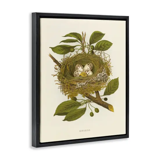 Stupell Industries Birdnest with Spotted Eggs Floater Framed Canvas Wall Art Design by Tina Higgins Designs, Inc. {3}