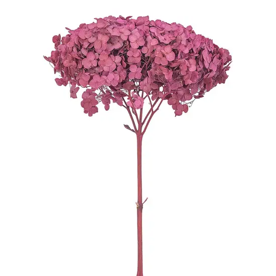 Single Anna Hydrangea White {4}