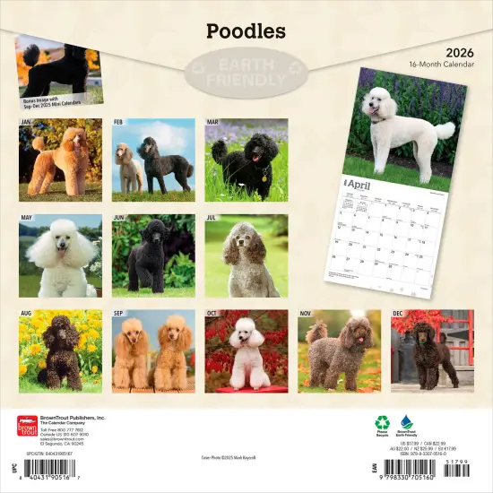 Poodles | 2026 12 x 24 Inch (Hanging) Monthly Square Wall Calendar | Plastic-Free {2}
