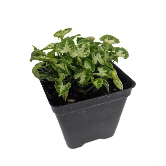 Tiny White Arrowhead Plant - Syngonium - Nepthytis - 2.5" Pot - Fairy Garden {1}