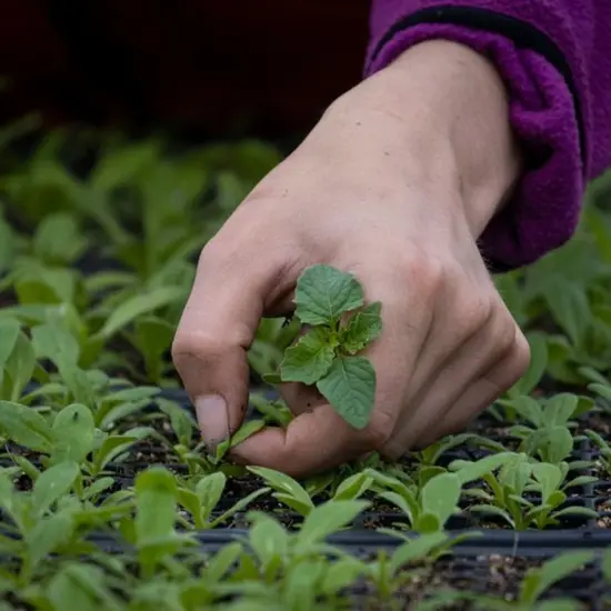 Lehman's Heirloom Garden Seed Vault Kit, Mega with PVC Case and Guide, 70+ Varieties of Vegetable Herb and Fruit Seeds, 50K+ Seeds {5}