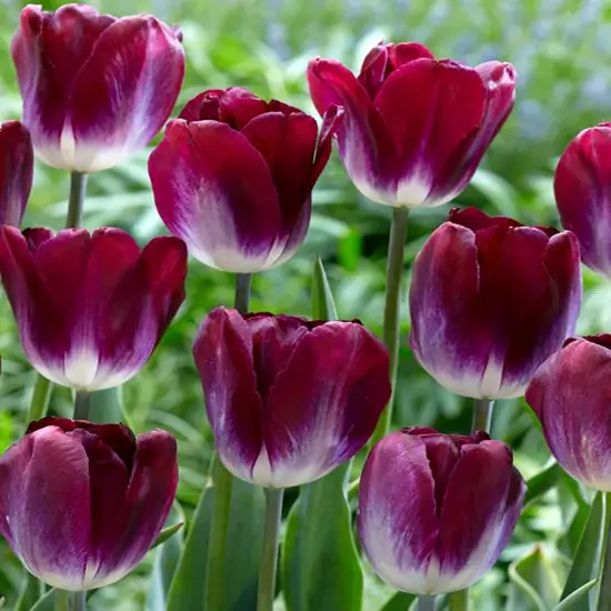 Kansas Proud Triumph Tulip 7 Bulbs - 12/+ cm Bulbs {1}