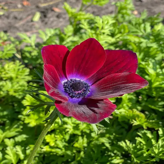 Bordeaux Anemone Windflower - 10 Bulbs - 4/5 cm Bulbs - NEW {5}