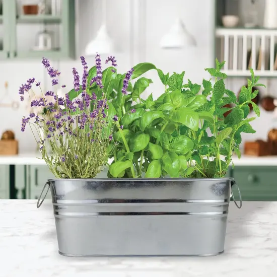 Seeds Margarita & Mojito Windowsill Garden Grow Kit | Herb, Plant, Flower Starter Kit for Kids & Adults | Guaranteed to Grow | Best Indoor Grow Your Own Plant Gardening Gift {4}