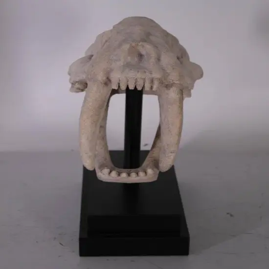Saber Tooth Tiger Skull Life Size Statue {4}