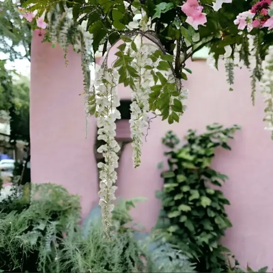 Hanging Wisteria Branch Spray - 70"-12 PACK {4}