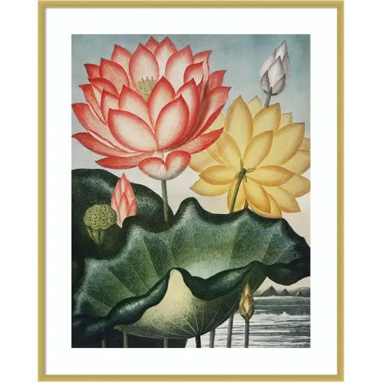 Temple of Flora V by Dr. robert j. Thornton Wood Framed Wall Art Print {1}