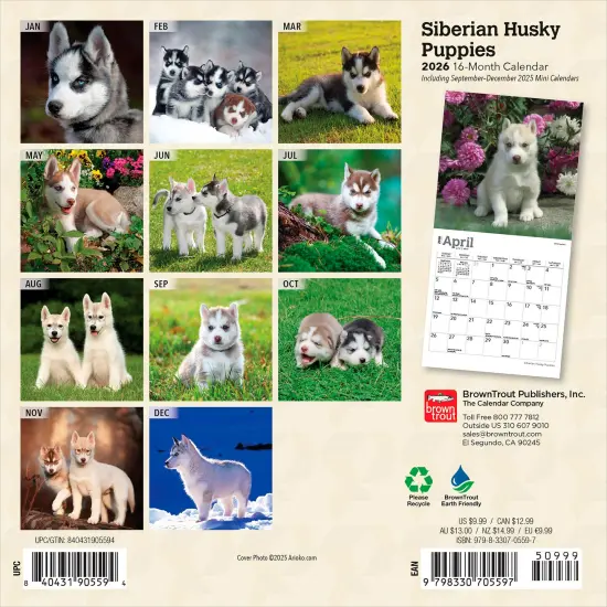 Siberian Husky Puppies | 2026 7 x 14 Inch (Hanging) Monthly Mini Wall Calendar {2}
