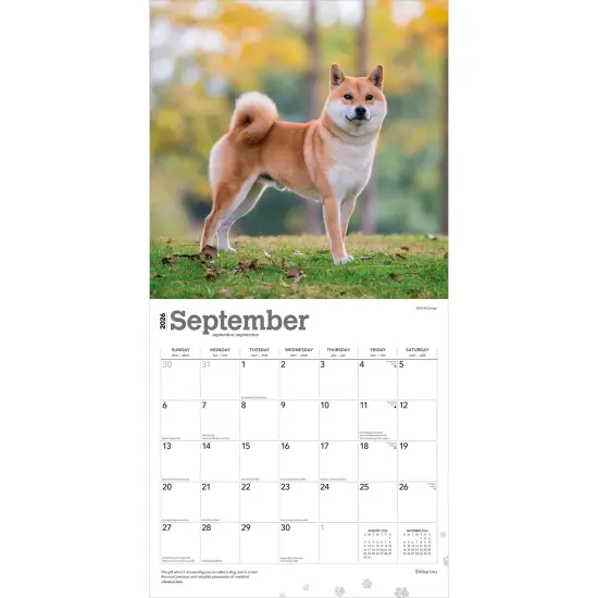 Shiba Inu | 2026 12 x 24 Inch (Hanging) Monthly Square Wall Calendar | Plastic-Free {4}