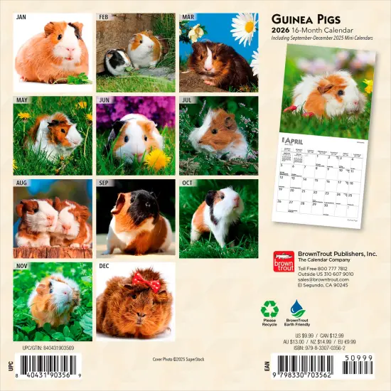 Guinea Pigs | 2026 7 x 14 Inch (Hanging) Monthly Mini Wall Calendar {2}