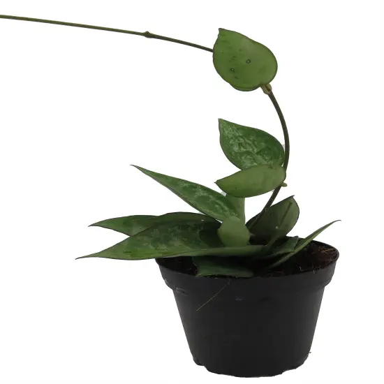 Black Margin Hoya Parasitica - 4" Pot - Collector's Series {1}