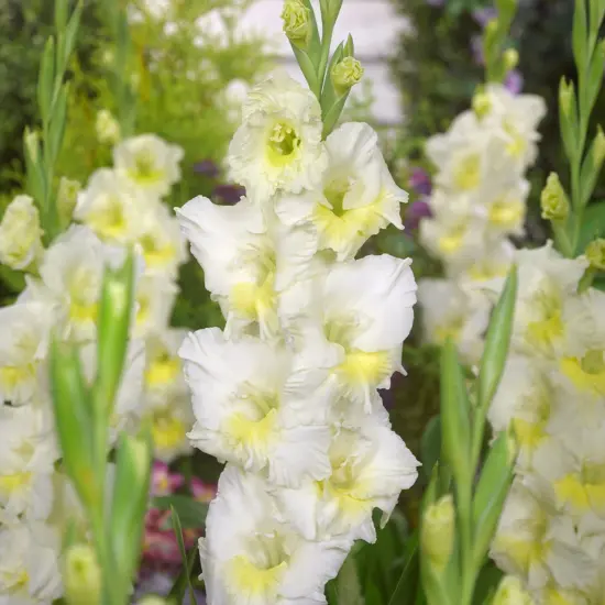 Break O'Dawn Gladiolus 10 Bulbs - 12/14 cm - Two Tone White Blooms - NEW {1}
