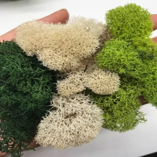 MOSS - Preserved Reindeer MOSS - Dark Green Natural Spring MIX {2}