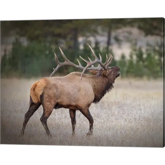 Bull Elk by Larry McFerrin 20" x 16" Canvas Wall Art {1}