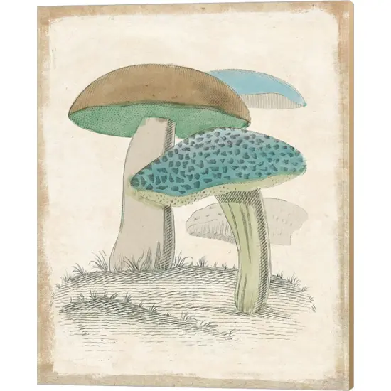 Funghi Italiani Mushrooms by Wild Apple Portfolio 16" x 20" Canvas Wall Art {1}