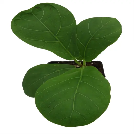 Hirt's Fiddleleaf Fig Tree - Ficus - Great Indoor Tree - 2.5" Pot {3}