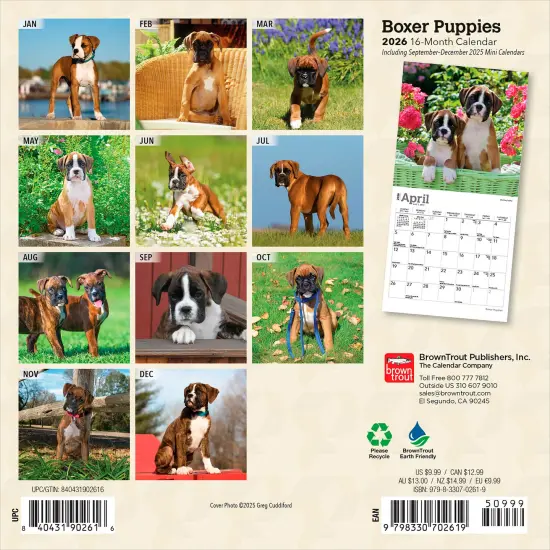 Boxer Puppies | 2026 7 x 14 Inch (Hanging) Monthly Mini Wall Calendar {2}