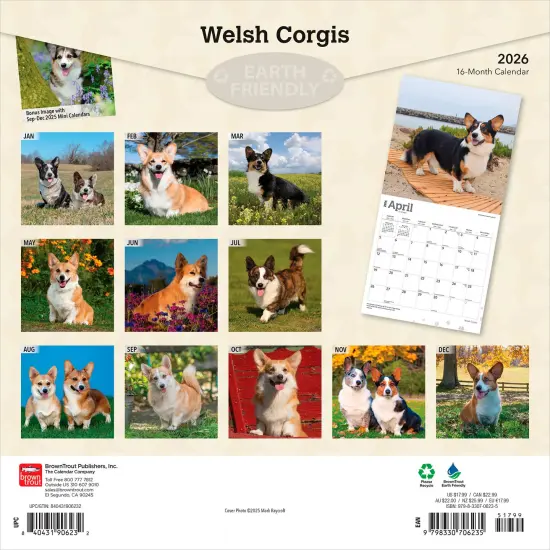 Welsh Corgis | 2026 12 x 24 Inch (Hanging) Monthly Square Wall Calendar | Plastic-Free {2}