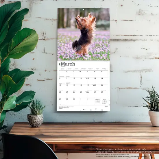 Yorkshire Terriers | 2026 12 x 24 Inch (Hanging) Monthly Square Wall Calendar | Plastic-Free {5}