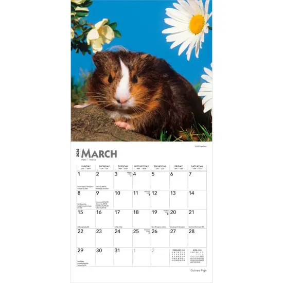 Guinea Pigs | 2026 7 x 14 Inch (Hanging) Monthly Mini Wall Calendar {3}