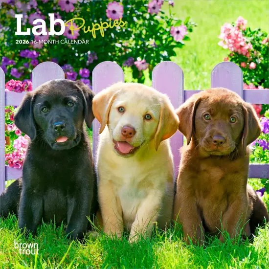 Lab Puppies | 2026 7 x 14 Inch (Hanging) Monthly Mini Wall Calendar {1}