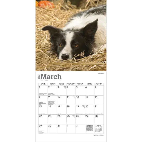 Border Collies | 2026 7 x 14 Inch (Hanging) Monthly Mini Wall Calendar {3}