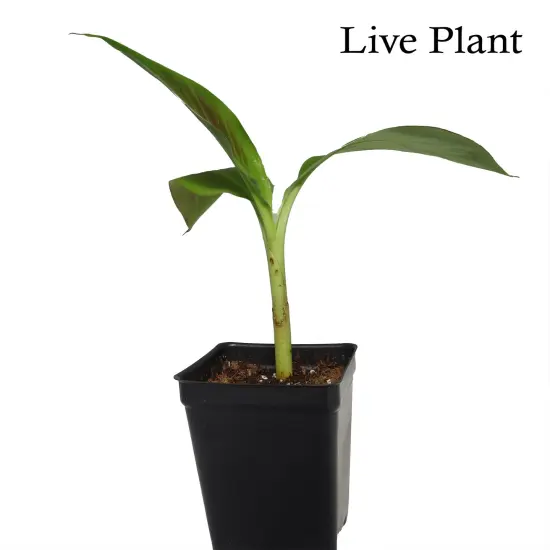 Siam Ruby Banana Plant - Musa - 2.5" Pot {2}