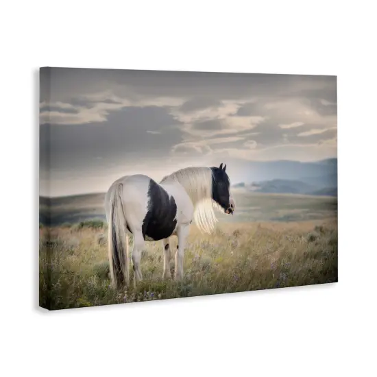 Stupell Industries Spotted Horse on Sunny Terrain Canvas By PHBurchett {3}