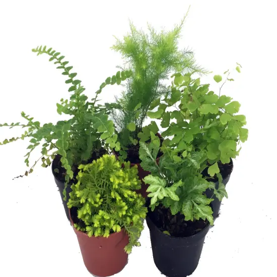 Hirt's Terrarium Kit with 5 Terrarium Plants and 5 Ferns {3}