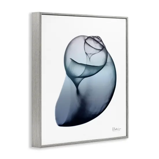 Stupell Industries Contemporary Snail Shell Framed Giclee Art Gray Frame {3}