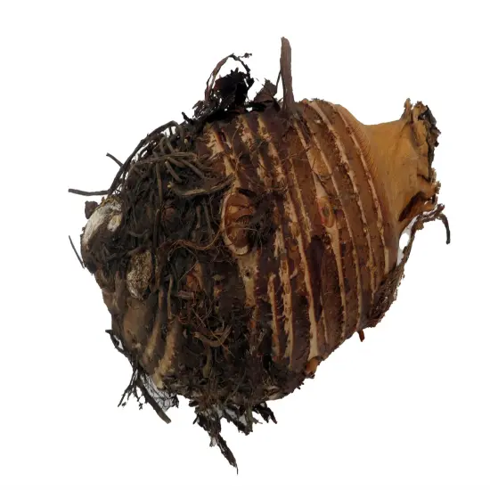 Jack's Giant Elephant Ear - 1 Bulb - Colocasia esculenta {5}