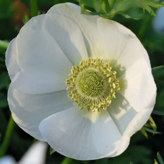 The Bride Poppy Anemone - Windflowers - 15 Bulbs - 8/+ cm {3}
