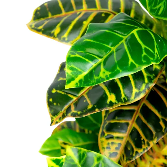 Northlight Artificial Croton Tree with Variegated Leaves - 45.75" Green {6}