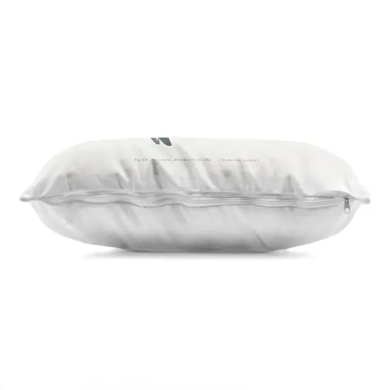 Stupell Industries Detailed Shark Diagram Decorative Printed Pillow design by Phillipa Katz, 14 x 7 x 20 {2}