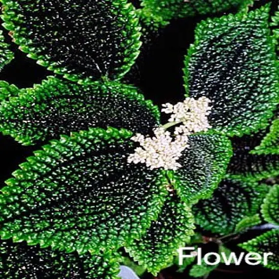 Moon Valley Plant - Pilea mollis - Vibrant & Unique Houseplant - 2" Pot {5}