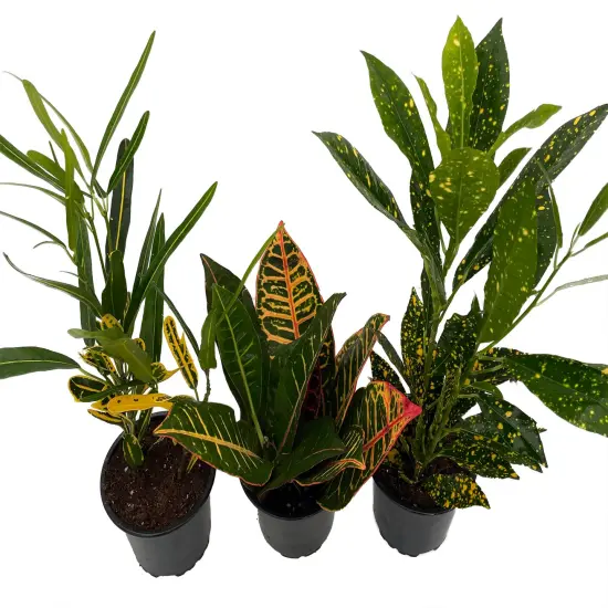 Croton Plant Assortment - 3 Pack in 4" Pots {1}
