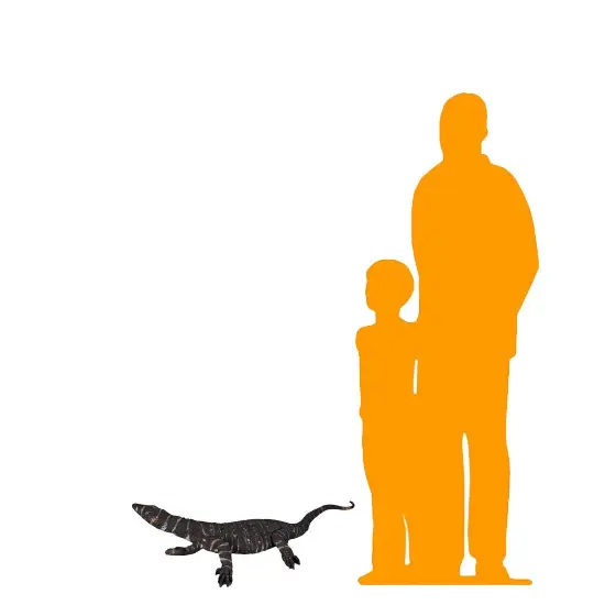 Lace Monitor Life Size Statue {2}