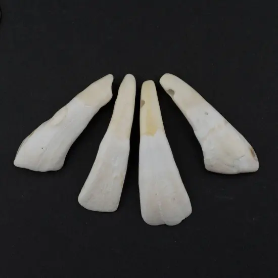 The Bead Chest Water Buffalo Tooth Pendants Set of 4 Nepal White Unusual Bone Large Hole {1}