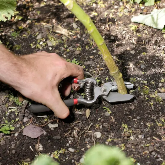 Spear & Jackson Drop Forged Bypass & Anvil Pruners Set, 2 Piece Professional Garden Pruning Tools, Durable Steel Blades, Comfortable Ergonomic Handles {3}