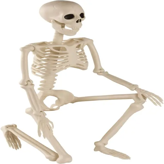 Life Size 3 ft Human Skeleton Full Body Posable Joints {1}