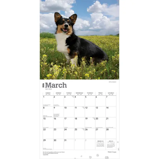 Welsh Corgis | 2026 12 x 24 Inch (Hanging) Monthly Square Wall Calendar | Plastic-Free {3}