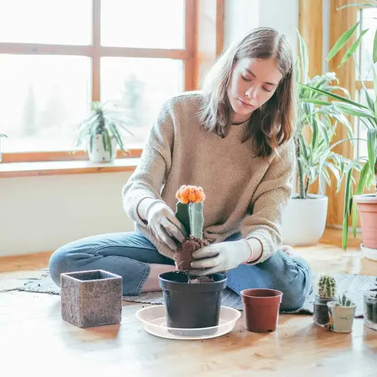 6 Pack Clear Plant Suacer {4}