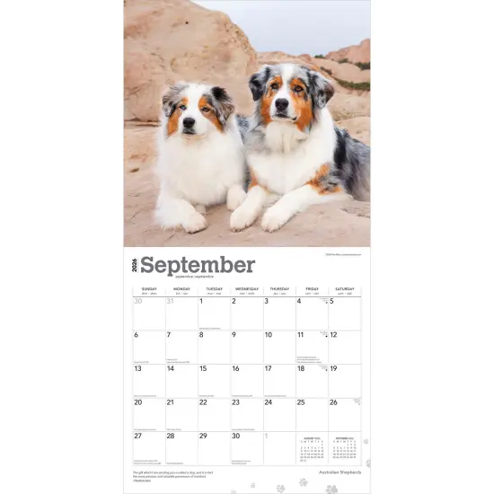 Australian Shepherds | 2026 12 x 24 Inch (Hanging) Monthly Square Wall Calendar | Plastic-Free {4}