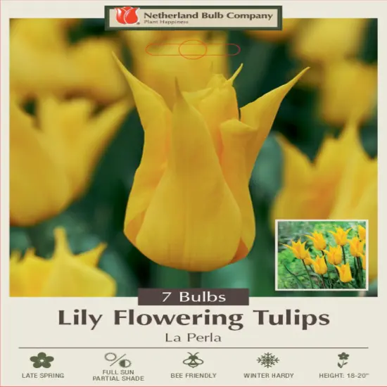 La Perla Lily Flowering Tulip 7 Bulbs - 12/+ cm Bulbs {1}