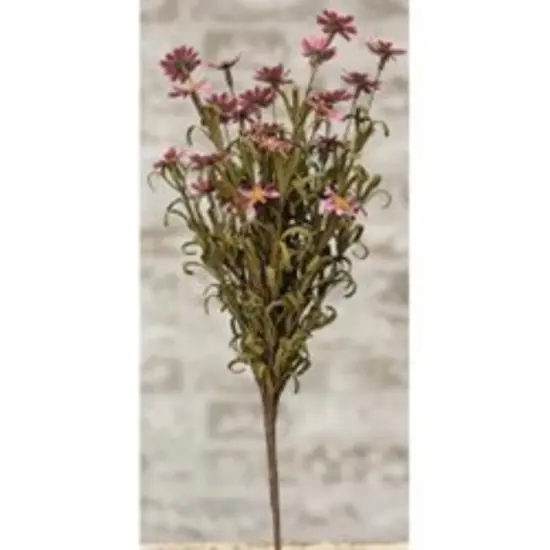 Mini Mountain Daisy Bush Pink {2}