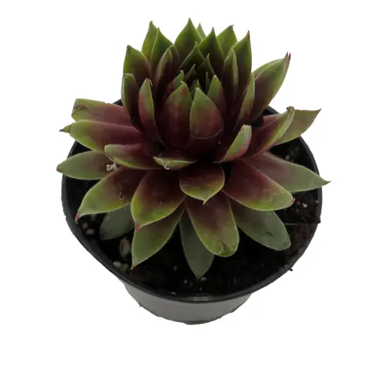 Chick Charmlettes&reg; Rowdy Rudy - Sempervivum - 2" Pot {3}